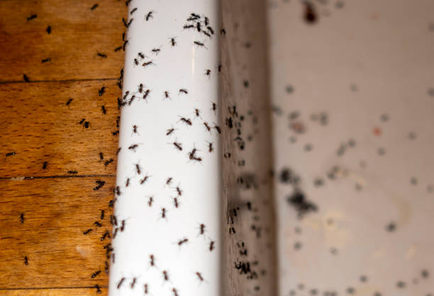 Best Wildlife Control Services  in Laurel, FL