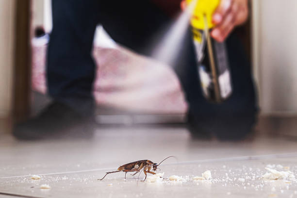 Best Insect Control  in Laurel, FL