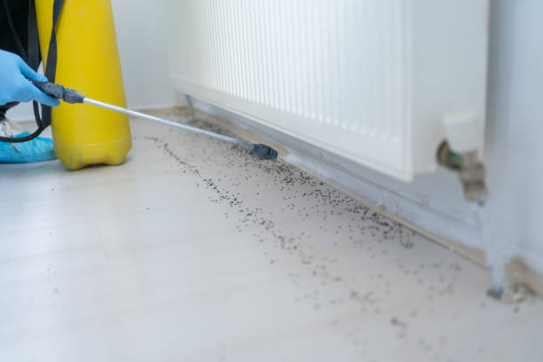 Wasp Removal Services in Laurel, FL